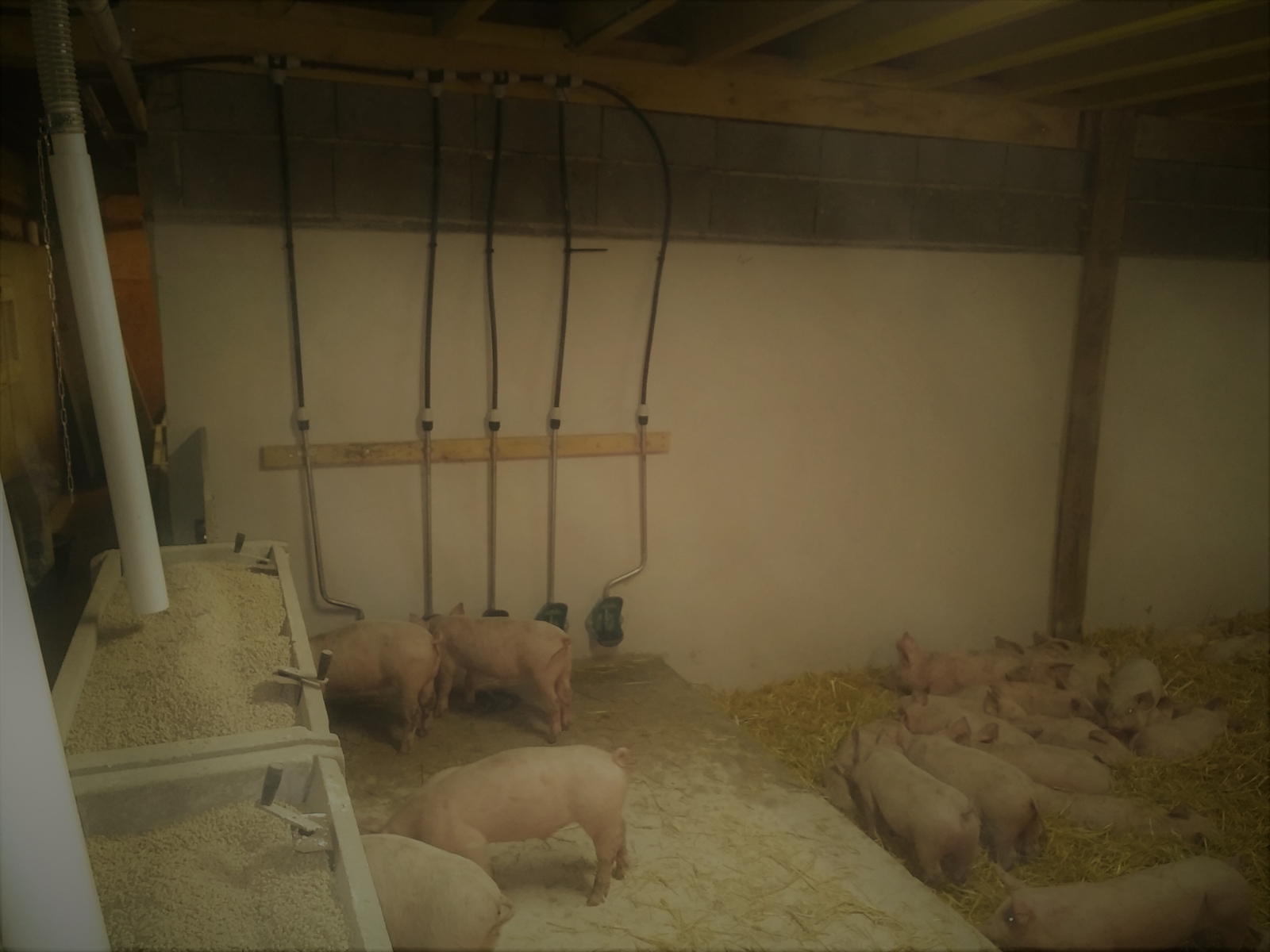 La Corbiniere Vente De Porc Mayenne Img 2